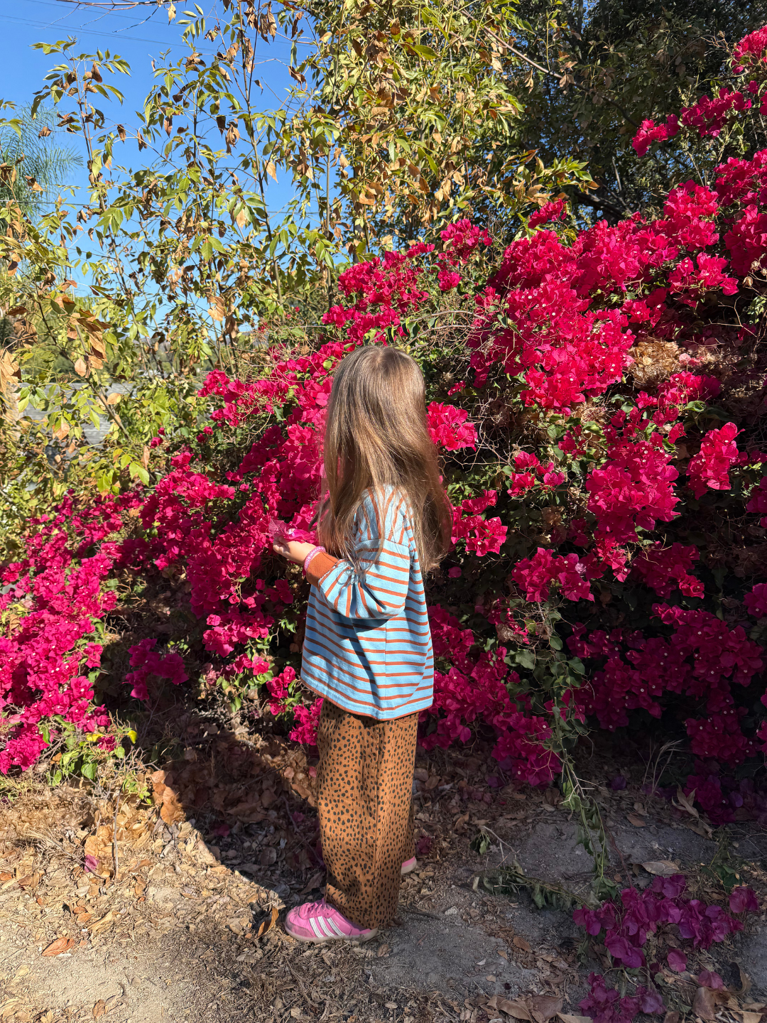 Brown | Child standing among vibrant pink flowers with a clear blue sky in the background