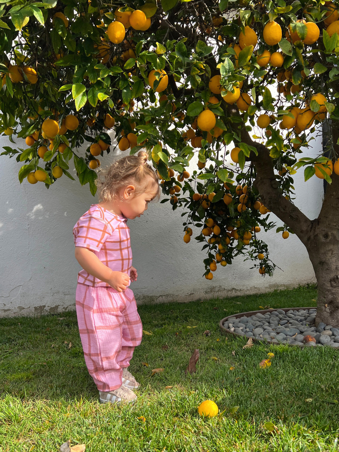 A toddler in PAINTBRUSH CHECK MUSLIN PANTS stands on the grass, intently gazing at a fallen orange beneath an orange tree brimming with fruit.