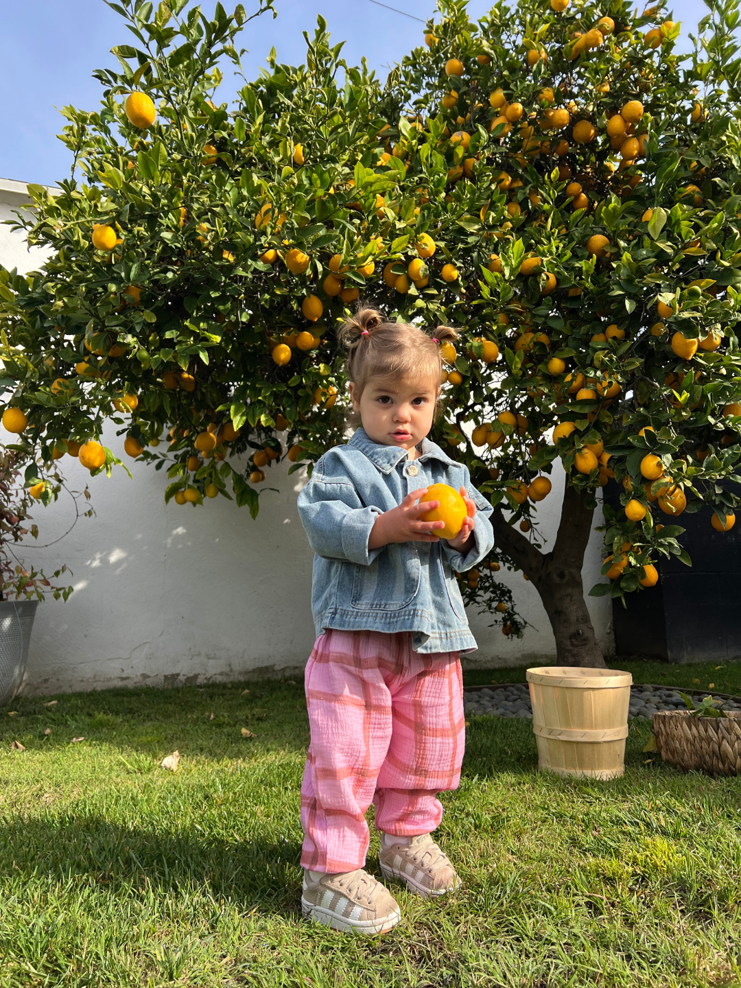 Pink/Terracotta | A toddler in a denim jacket and Paintbrush Check Muslin Pants holds an orange ball on the grass. Behind them, a tree with numerous lemons stands next to a wooden basket.