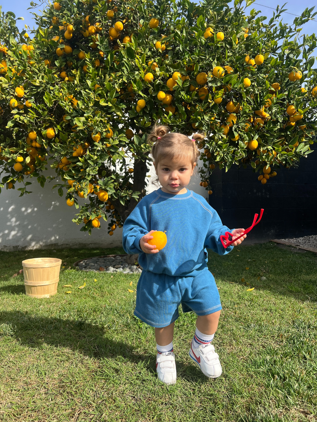 Blue | A toddler in a blue VARSITY SWEATSHIRT stands on the grass holding orange and red glasses. Behind them, a lemon tree is full of ripe fruit. Nearby, a wooden bucket rests contentedly on the ground—a perfect scene from Cantucci Studios.